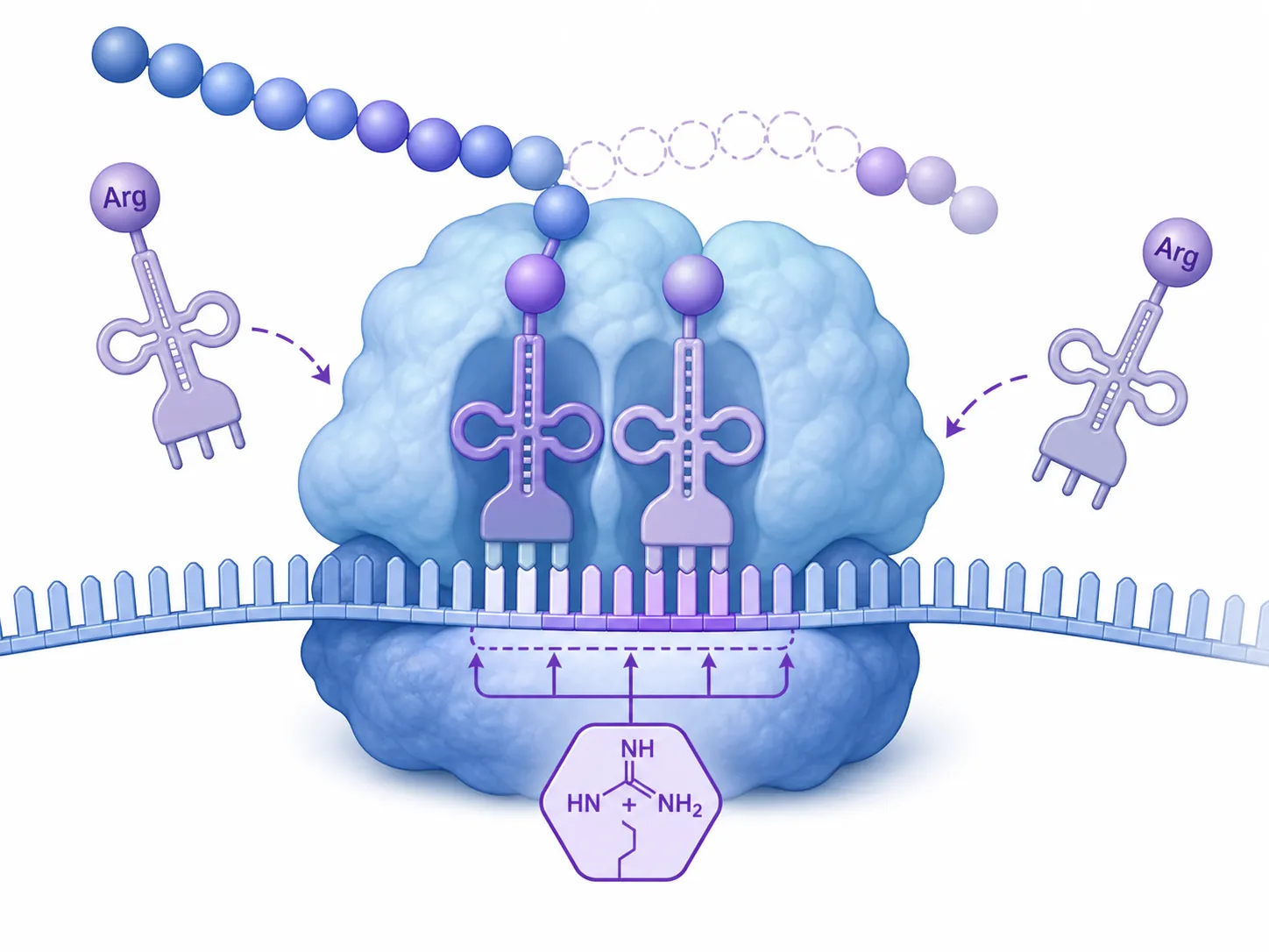 Ribosome paused at arginine codons during codon-dependent translation control