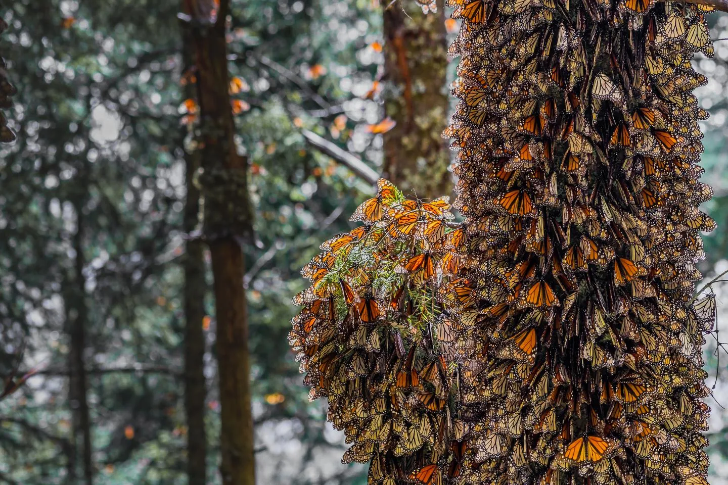Hundreds of overwintering monarch butterflies clustered on oyamel fir branches in Mexico