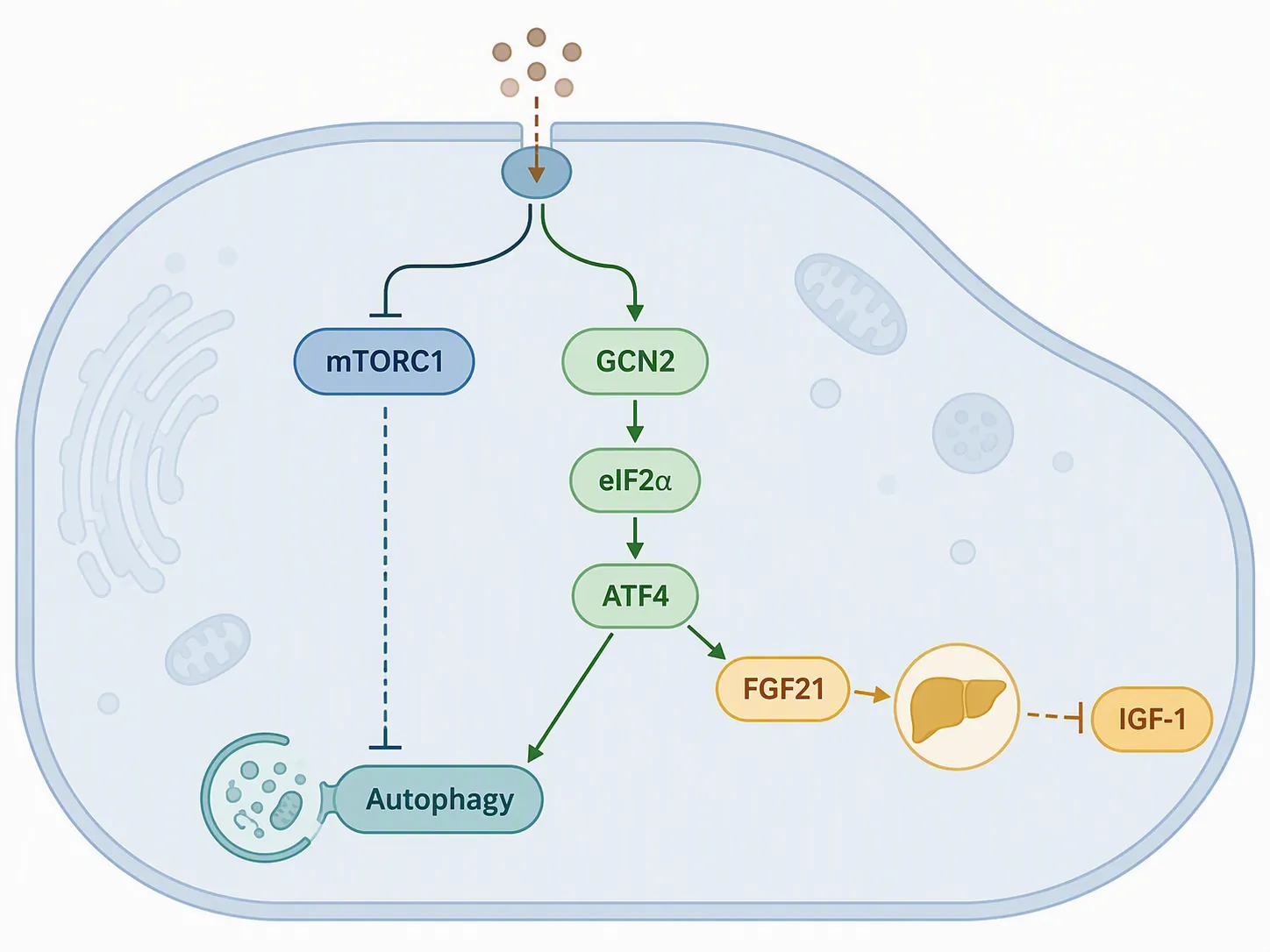 Low-protein nutrient-sensing cascade with mTORC1, GCN2, FGF21, IGF-1, and autophagy