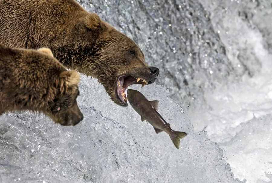 Brown bear catching a sockeye salmon at Brooks Falls in Katmai National Park