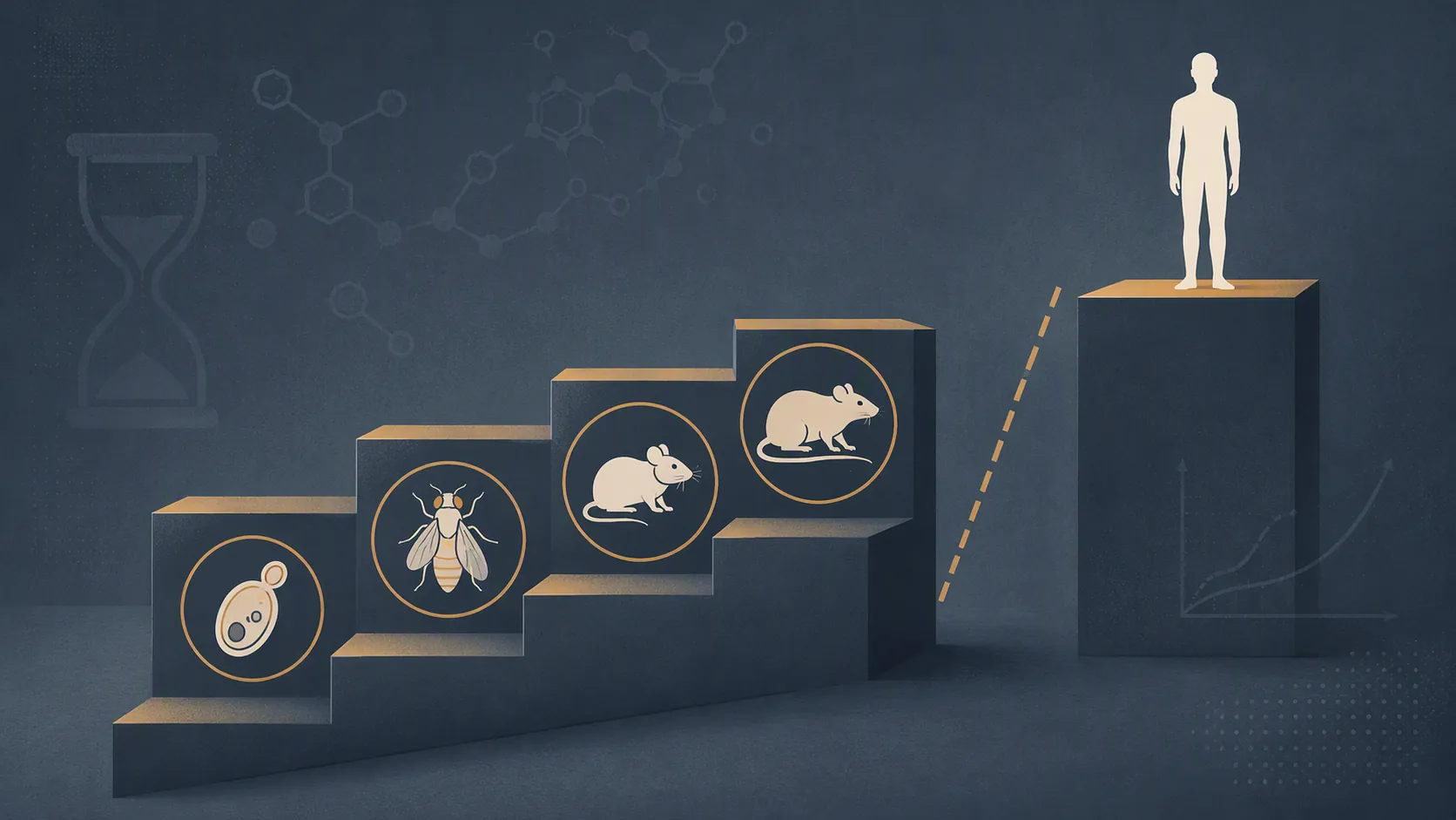Species evidence ladder from yeast and flies to rodents with a dashed gap before humans