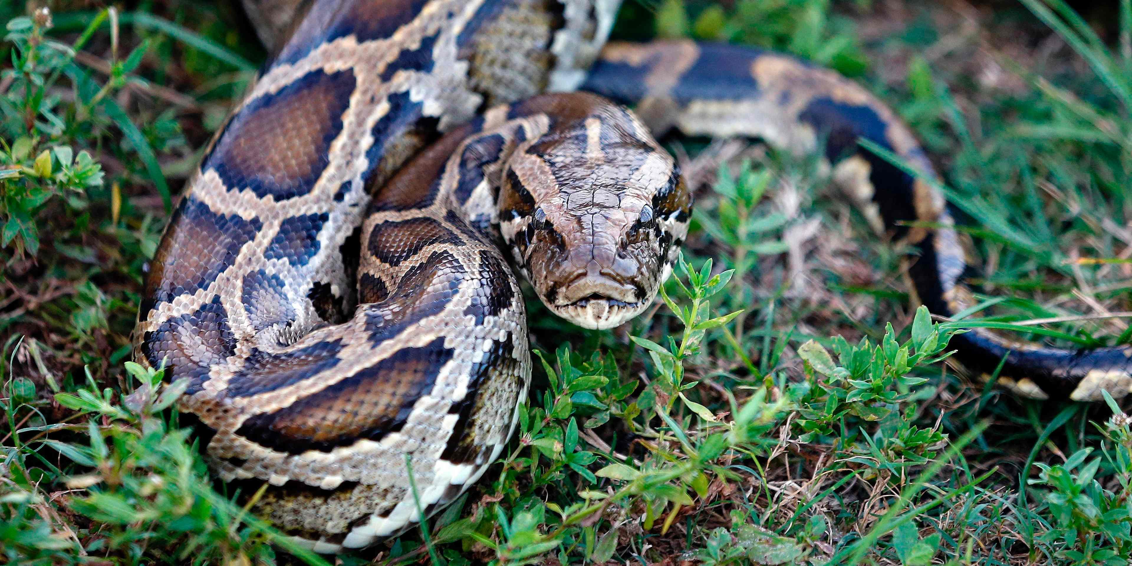 A large Burmese python coiled among vegetation in the Florida Everglades with dark water and cypress trees in the background.