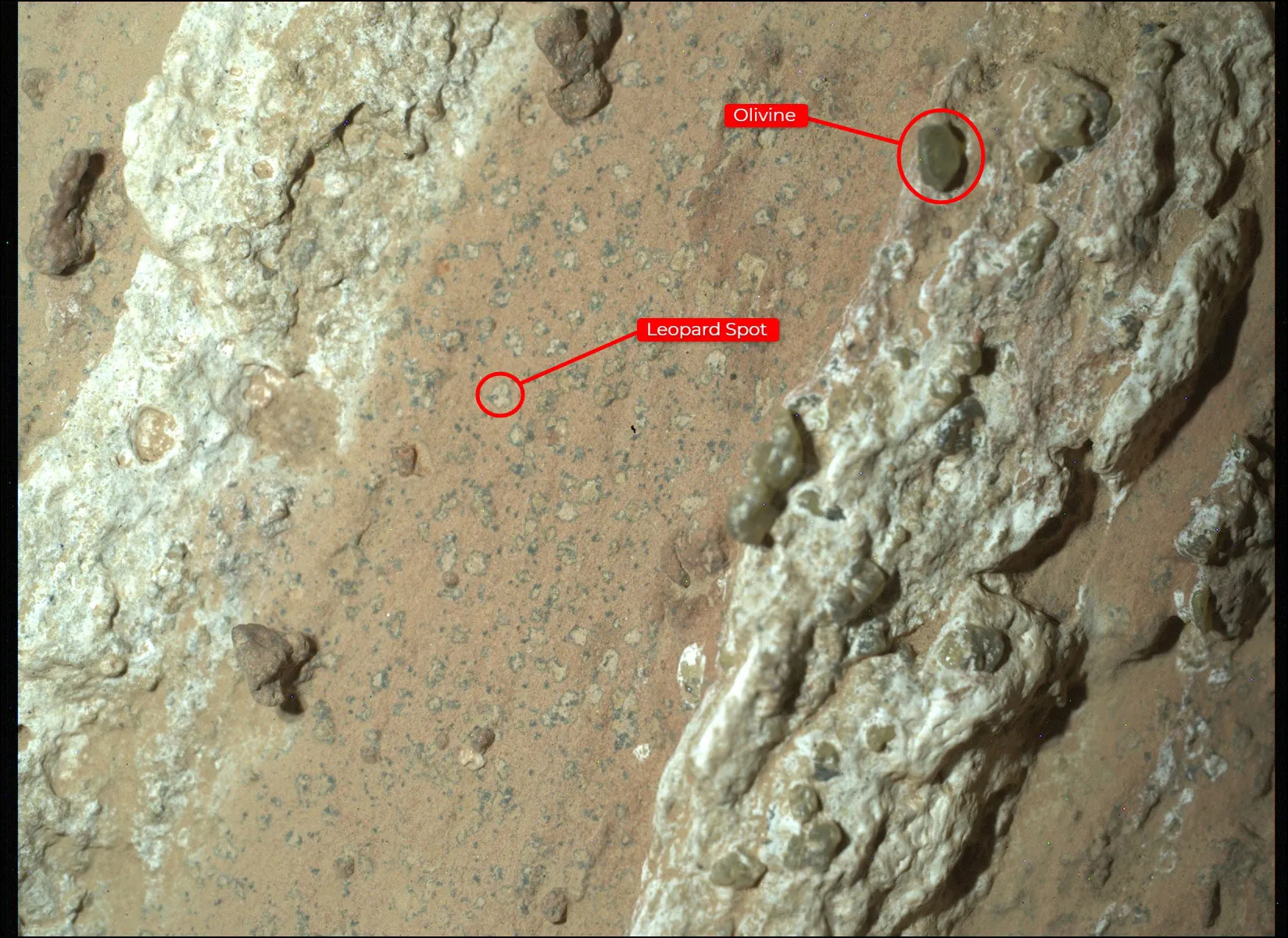 Close-up image of the Cheyava Falls Mars rock with pale leopard spot markings rimmed by darker minerals