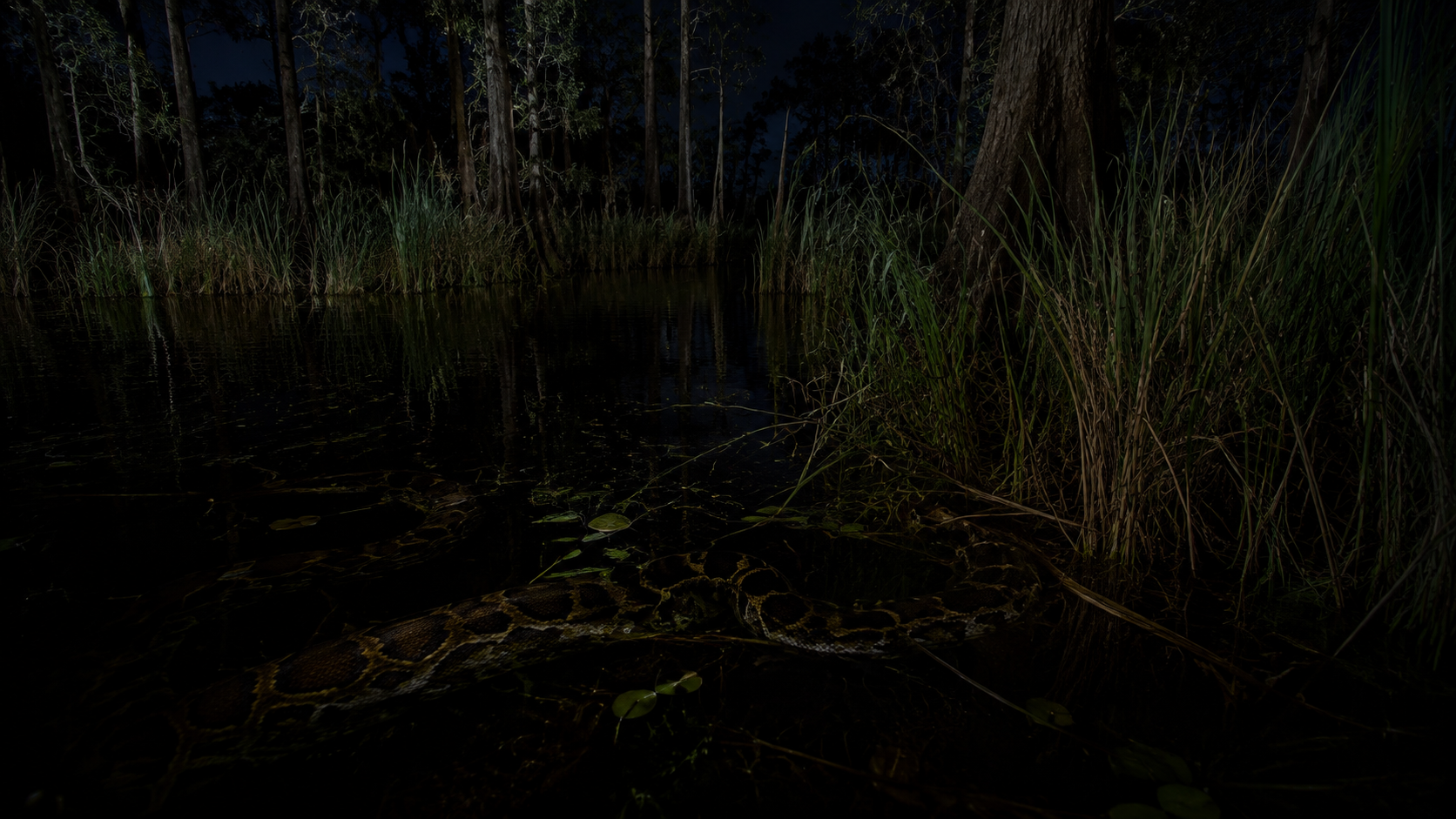 Nighttime Everglades swamp where a Burmese python blends into dark vegetation and water