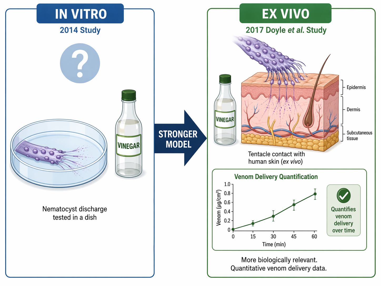 Educational comparison of an in vitro petri dish model and an ex vivo human skin model for testing jellyfish sting treatment