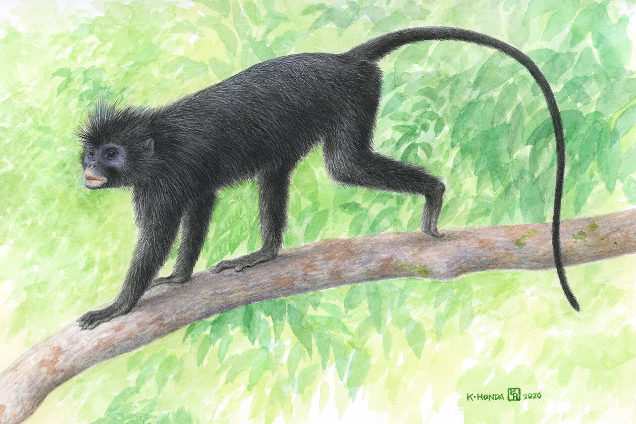 Likweli monkey perched on a tree branch with black-and-white fur and orange-pigmented lips