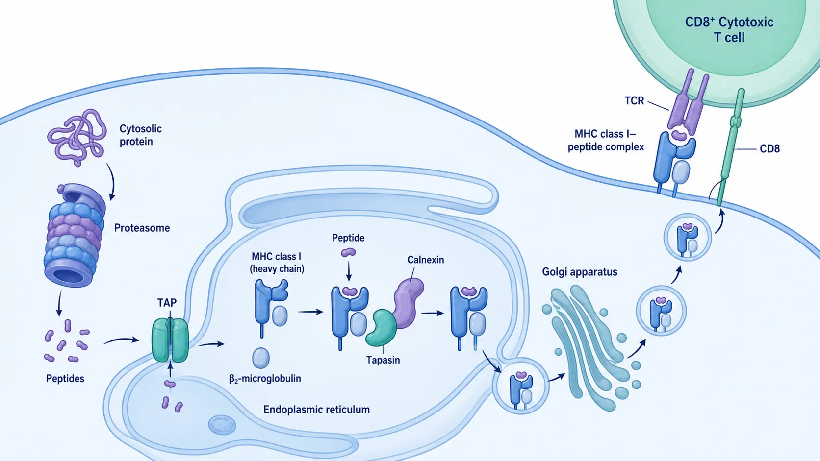 Cell cross-section showing proteasome processing, TAP transport, ER peptide loading, Golgi trafficking, and MHC class I display to a CD8 positive T cell