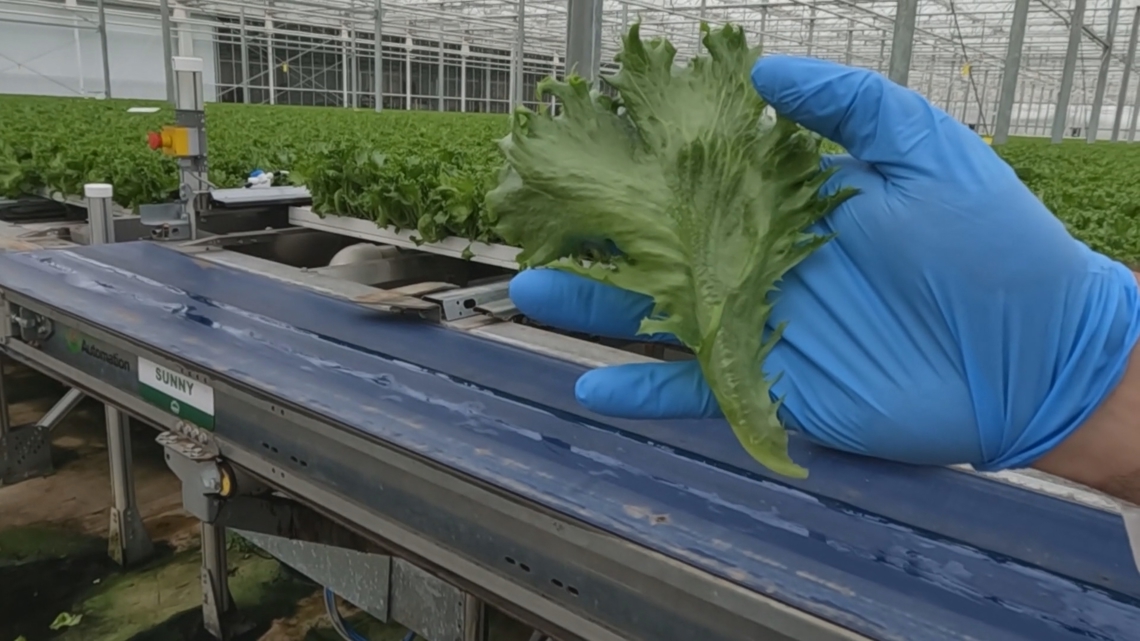 Rows of lettuce growing in a BrightFarms hydroponic greenhouse facility