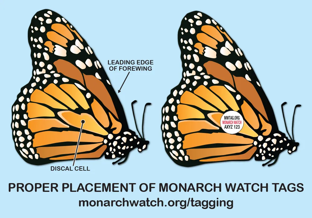 A round Monarch Watch tag properly attached to the discal cell of a monarch butterfly's hindwing