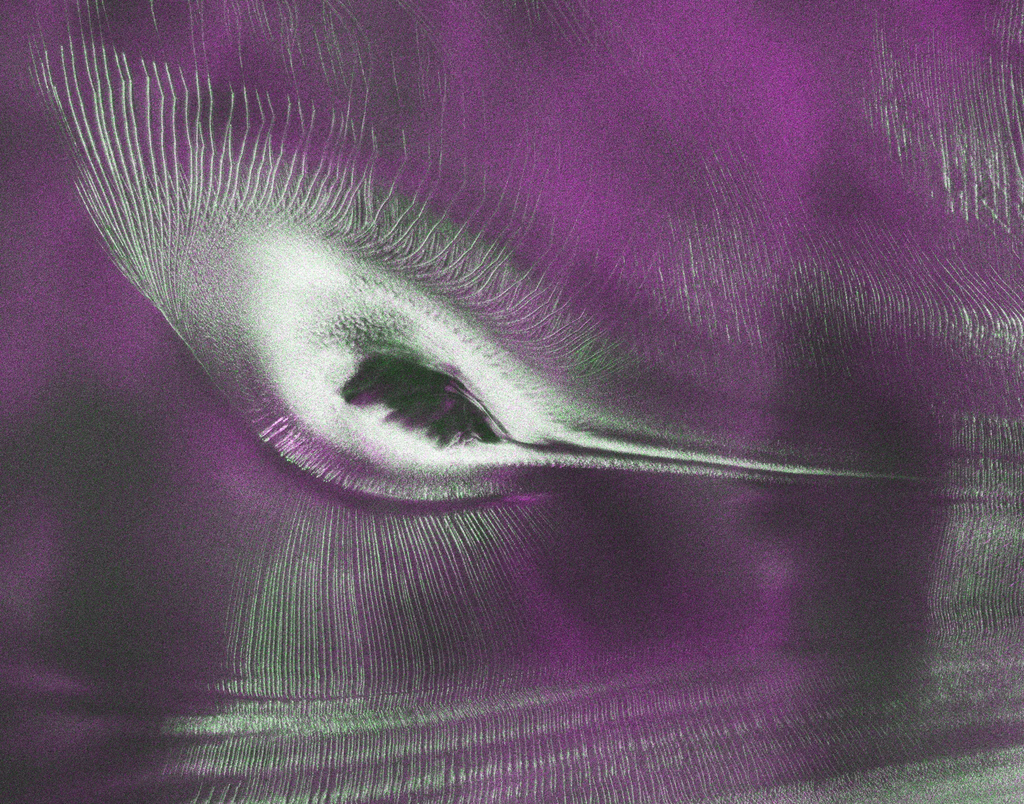 NISAR L-band radar image of Nunatak Zaterjavshijsja in East Antarctica with magenta, green, and white radar returns forming a hummingbird-shaped pattern