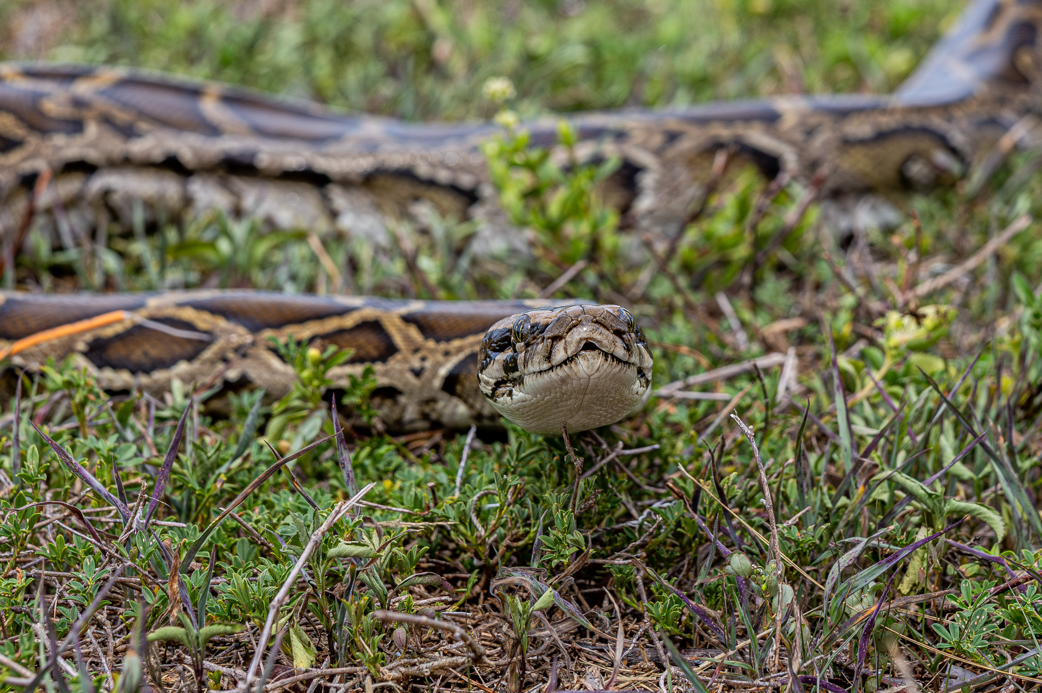 Large Burmese python coiled in Everglades vegetation