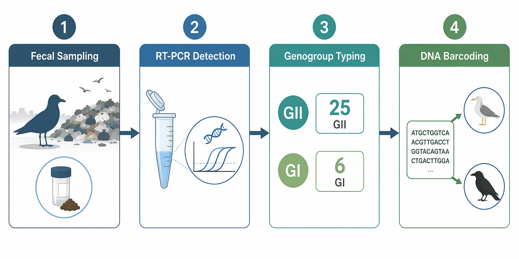 Four-step flowchart showing fecal sampling, RT-PCR detection, genogroup typing, and DNA barcoding for gulls and crows