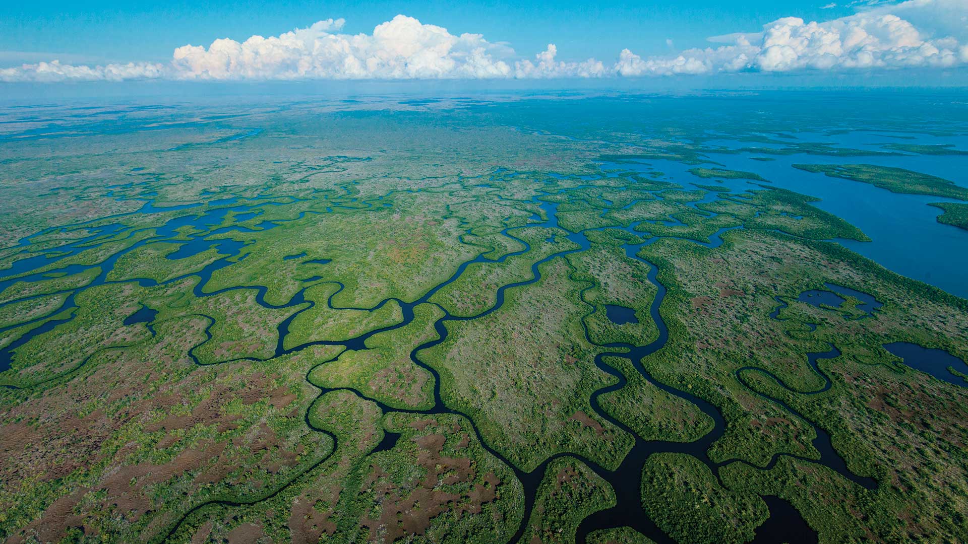 GIS map interface showing Burmese python removal tracking data, GPS routes, removal markers, and activity zones in the Everglades
