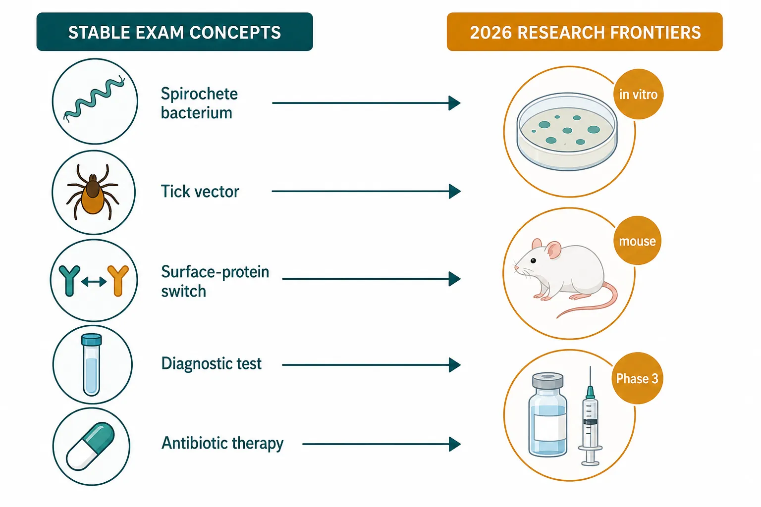 Concept map linking Lyme exam concepts to research evidence levels