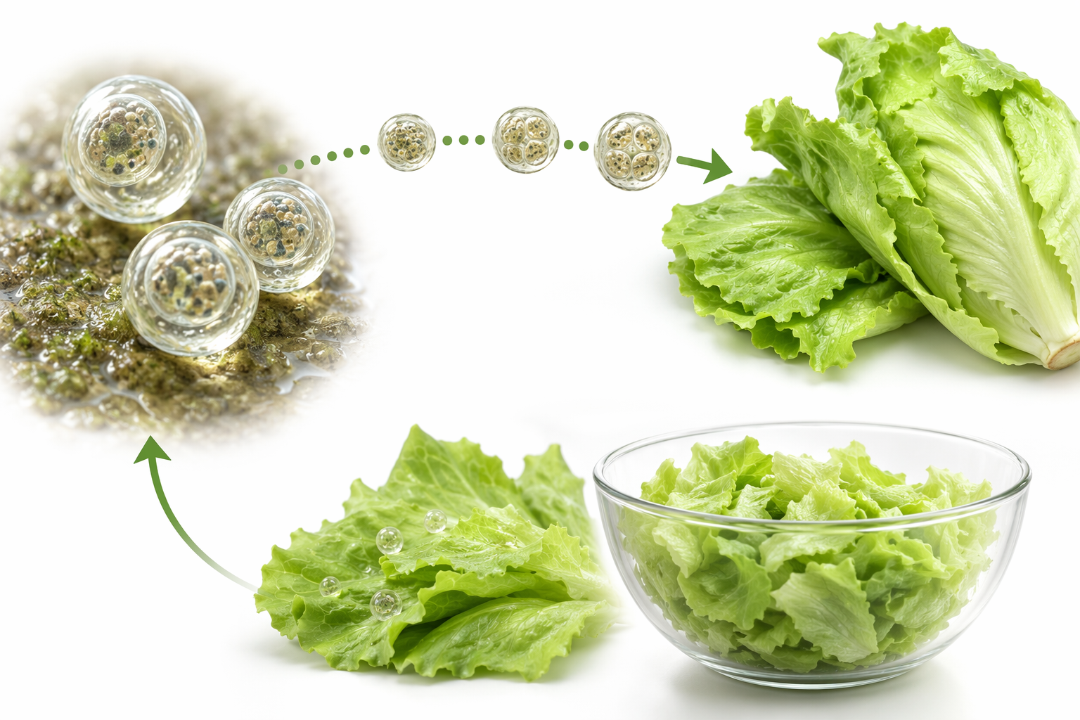 Study Cyclospora for Food Safety Exams Using the 2026 Outbreak