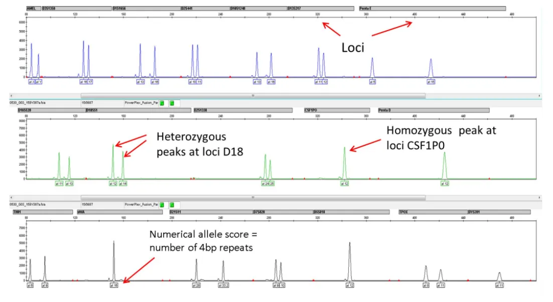 Colored electropherogram trace with fluorescent STR peaks across multiple loci