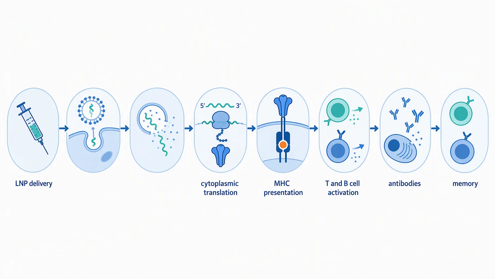 End-to-end diagram of the mRNA vaccine pathway from injection through immune memory