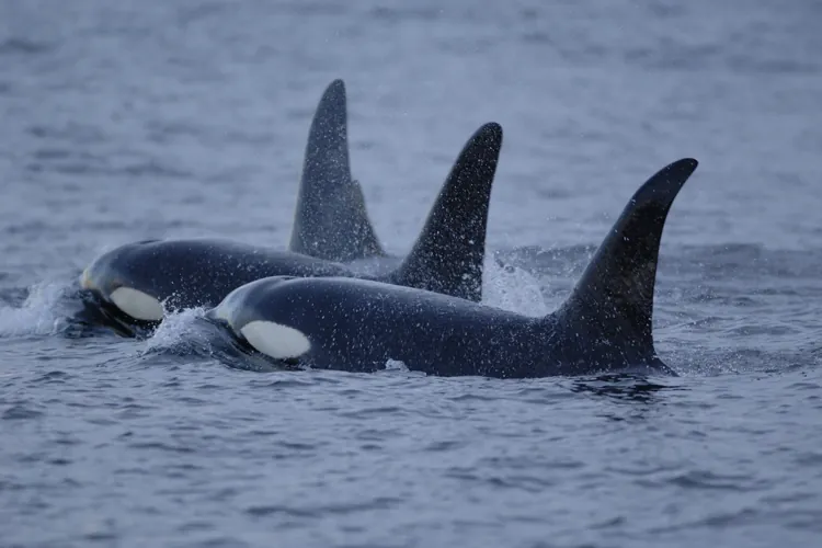 Killer whale surfacing in the ocean with its dorsal fin visible