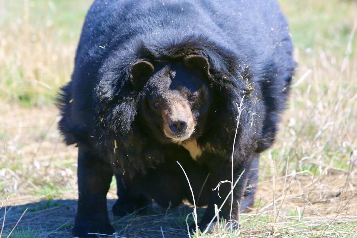 Dillan the Asiatic black bear walking on grass at the Wild Animal Sanctuary in Colorado