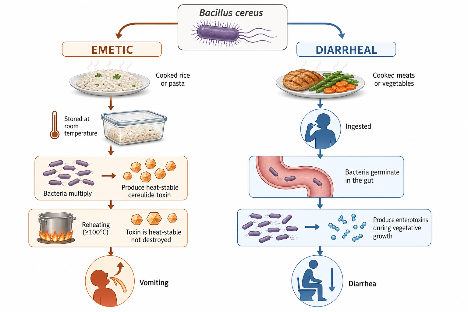 Diagram comparing reheated rice causing vomiting with meats and vegetables leading to gut enterotoxin production
