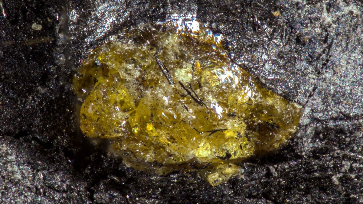 385-Million-Year-Old Amber Rewrites Plant Evolution Story