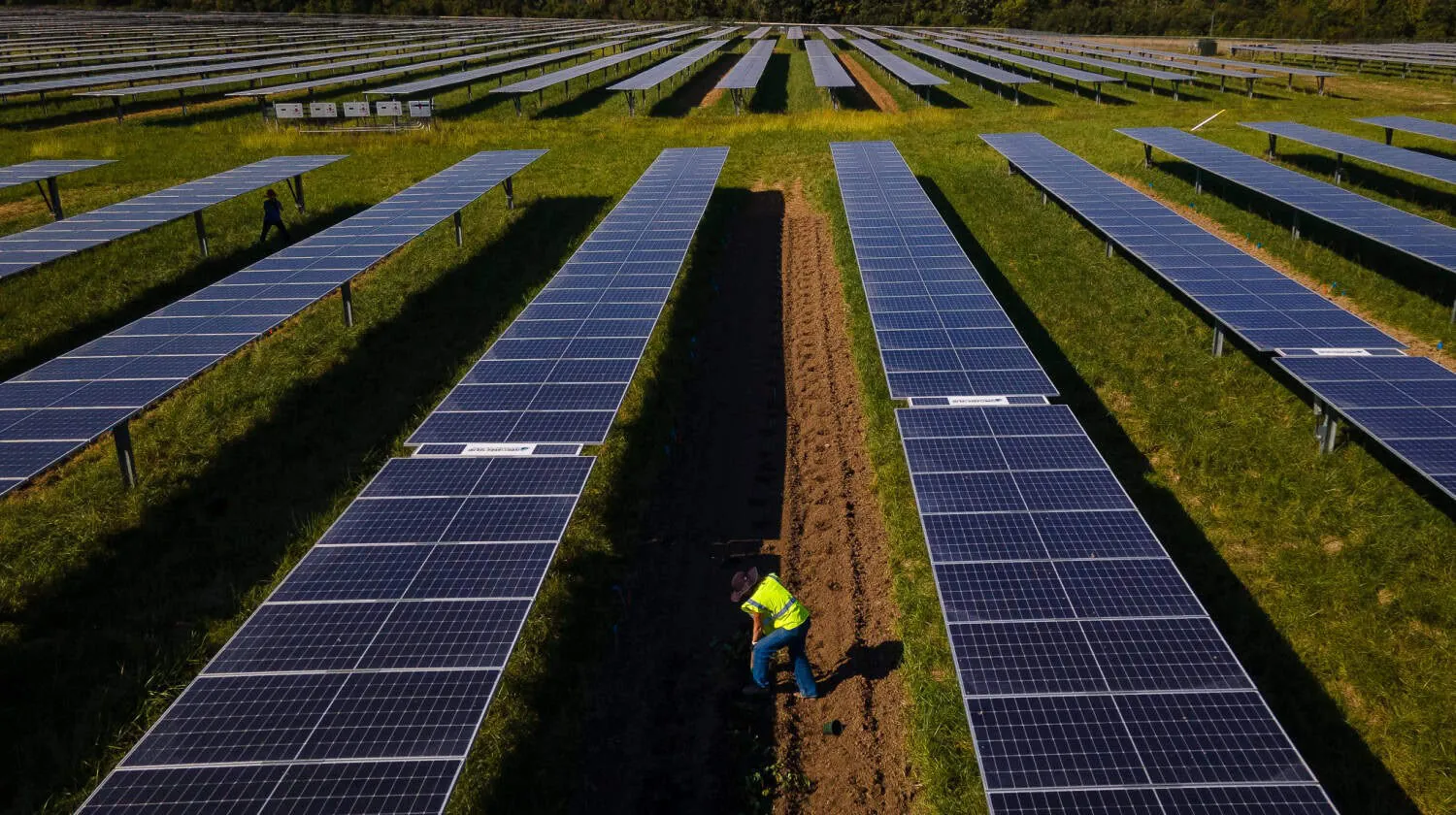Rows of green crops growing beneath elevated solar panels in an agrivoltaics field